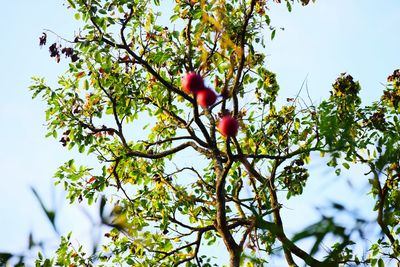 Low angle view of fruits on tree