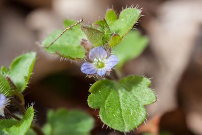 plant
