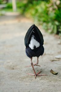 Close-up of bird perching on land