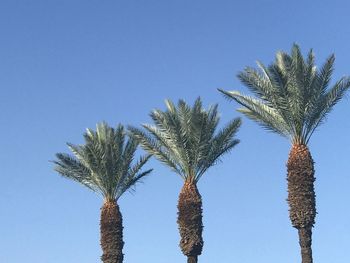 Low angle view of palm trees against clear blue sky