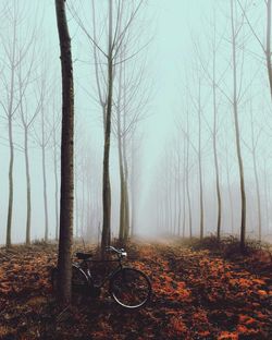 Bicycle parked by bare tree in forest during foggy weather