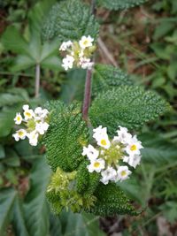 Close-up of white flowers blooming in park
