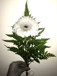 Close-up of hand holding plant against white background