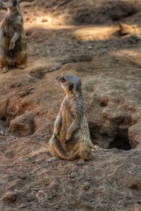Meerkat sitting