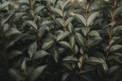 Full frame shot of leaves