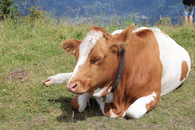 Cows in a field