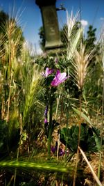 Close-up of pink flowering plants on land