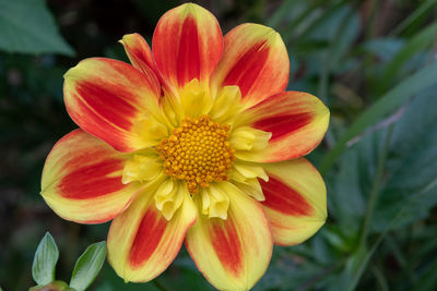 Close up of a red and yellow dahlia flower in bloom.