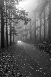 Road amidst trees in forest