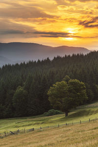 Scenic view of trees on field against sky during sunset