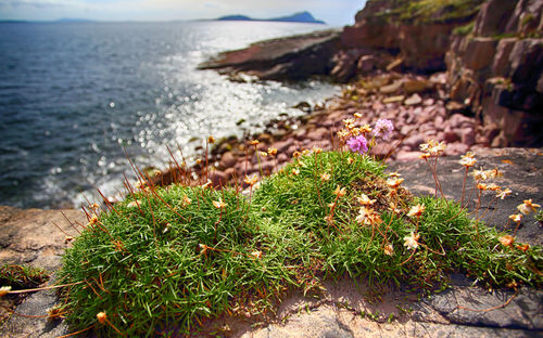 Close-up of flowering plants by sea