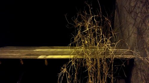 Illuminated plants at night