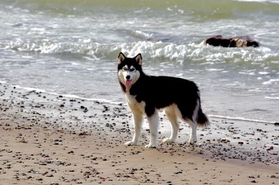 Portrait of dog on beach