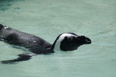 Penguin swimming in lake