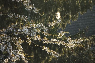 Close-up of cherry blossom tree during winter