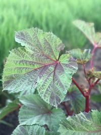 Close-up of plant