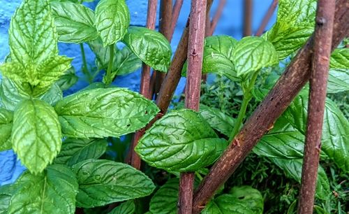 Close-up of leaves