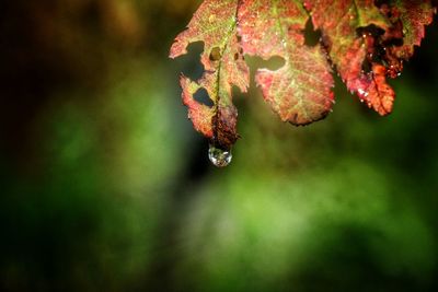 Close-up of leaves against blurred background