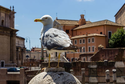 Close-up of seagull perching on built structure against clear sky