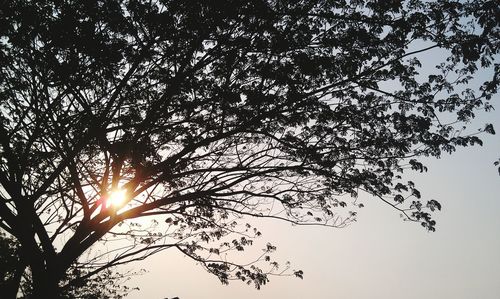 Low angle view of trees against sky