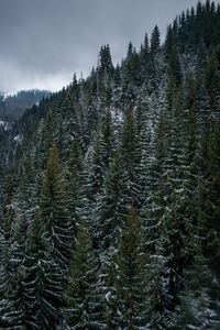 Pine trees in forest during winter