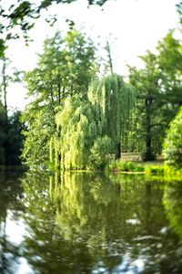 Scenic view of lake in forest