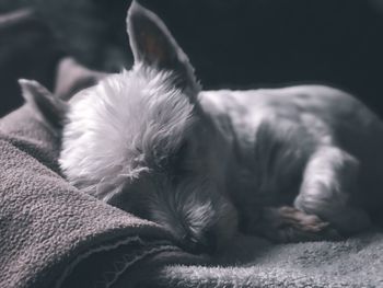 Close-up of dog sleeping on sofa