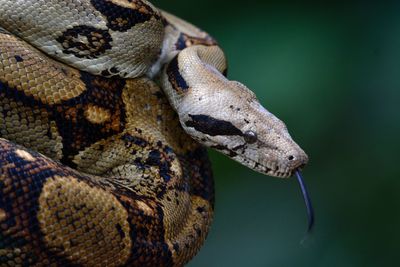 Close-up of snake