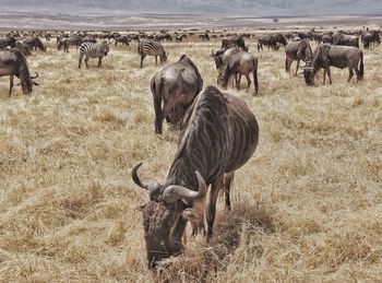 Horses grazing in a field