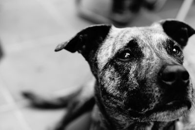 Close-up of dog