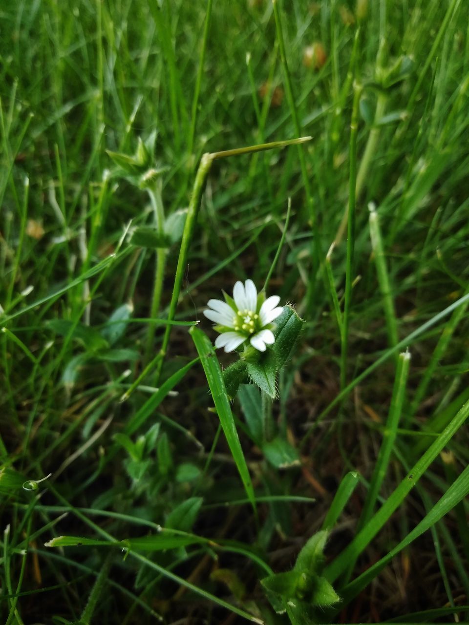 CLOSE-UP OF WHITE FLOWERING PLANT IN FIELD