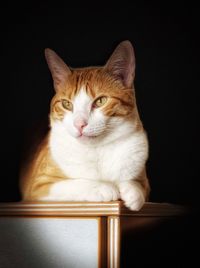 Portrait of cat looking at camera