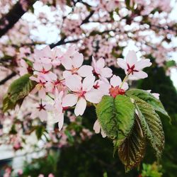 Close-up of pink flowers blooming on tree