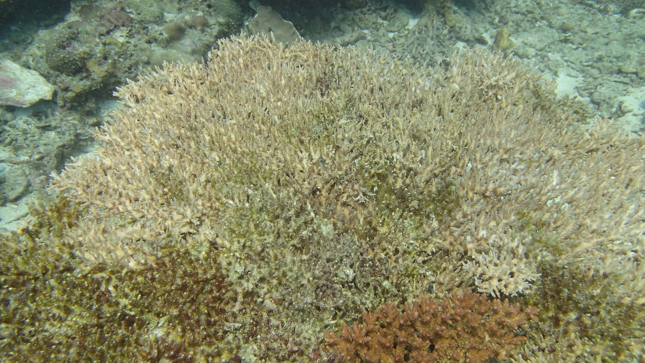 HIGH ANGLE VIEW OF CORAL IN SEA