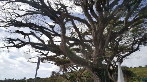 Low angle view of tree against sky