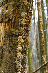 Close-up of lichen on tree trunk