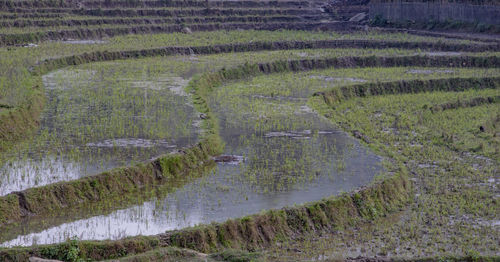 Scenic view of rice field