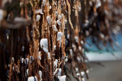 Close-up of dried plant