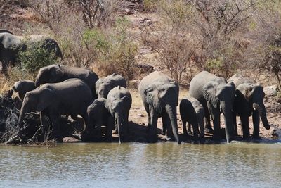 View of elephant drinking water in lake