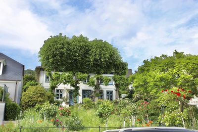 Trees and buildings against sky