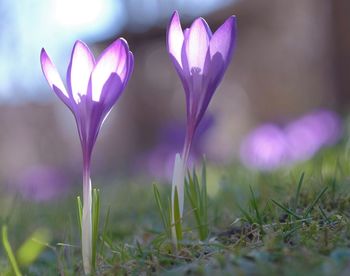 Close-up of purple crocus flowers on field