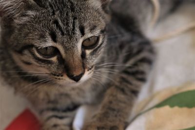 Close-up portrait of a cat