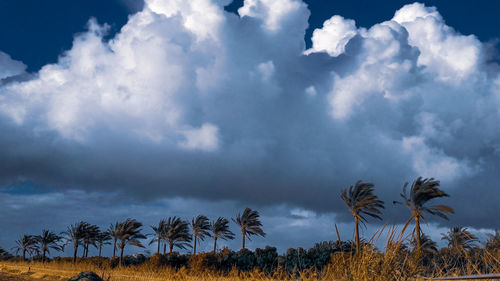 Trees on field against sky