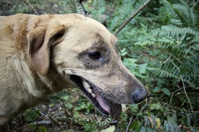 Close-up of a dog