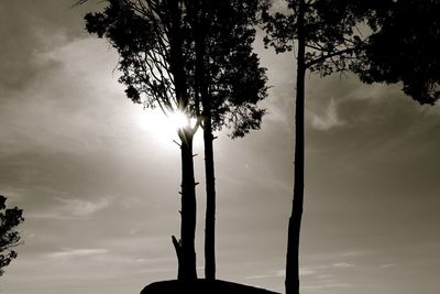 Sun shining through trees