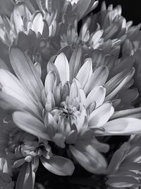 Close-up of flowers blooming outdoors