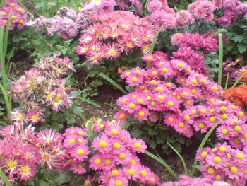 Close-up of purple flowers blooming outdoors