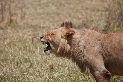 Side view of a cat on field