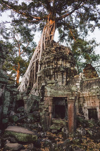 Low angle view of old tree against building