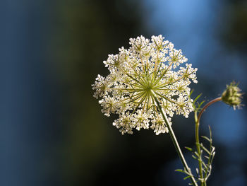 Close-up of white flowering plant